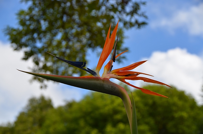 068_Mauritius_North_Sir_Seewoosagur_Ramgoolam_Botanical_Gardens18.JPG