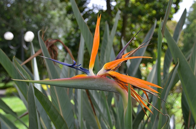 069_Mauritius_North_Sir_Seewoosagur_Ramgoolam_Botanical_Gardens19.JPG