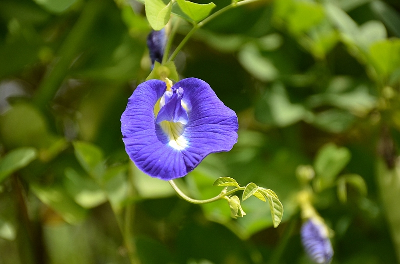 076_Mauritius_North_Sir_Seewoosagur_Ramgoolam_Botanical_Gardens26.JPG