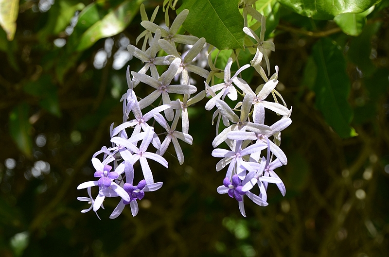 078_Mauritius_North_Sir_Seewoosagur_Ramgoolam_Botanical_Gardens28.JPG