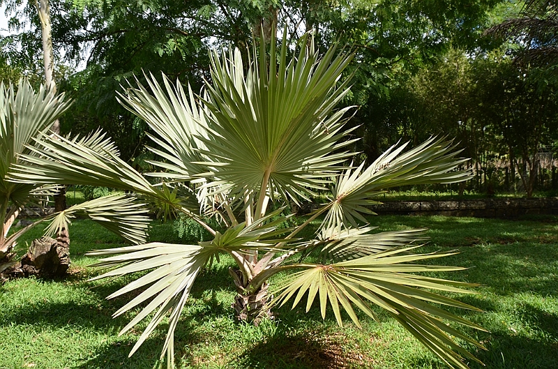 079_Mauritius_North_Sir_Seewoosagur_Ramgoolam_Botanical_Gardens29.JPG