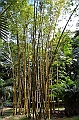 053_Mauritius_North_Sir_Seewoosagur_Ramgoolam_Botanical_Gardens03
