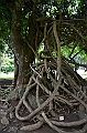 064_Mauritius_North_Sir_Seewoosagur_Ramgoolam_Botanical_Gardens14