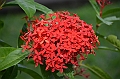 067_Mauritius_North_Sir_Seewoosagur_Ramgoolam_Botanical_Gardens17