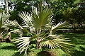 079_Mauritius_North_Sir_Seewoosagur_Ramgoolam_Botanical_Gardens29