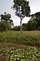 119_Mauitius_South_Black_River_Gorges_NP