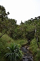 120_Mauitius_South_Black_River_Gorges_NP