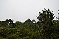 121_Mauitius_South_Black_River_Gorges_NP