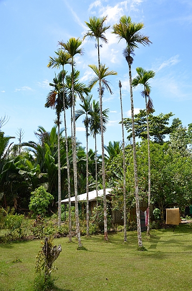 034_Papua_New_Guinea_Alotau.JPG
