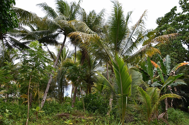 174_Papua_New_Guinea_Kitava_Island.JPG