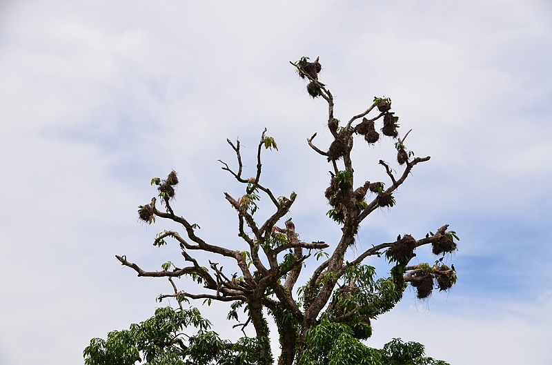 180_Papua_New_Guinea_Kitava_Island.JPG