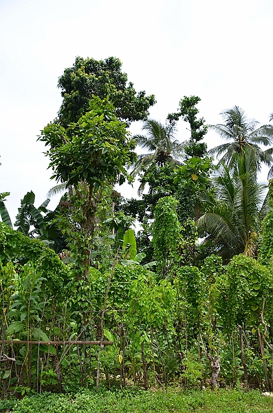 190_Papua_New_Guinea_Kitava_Island.JPG