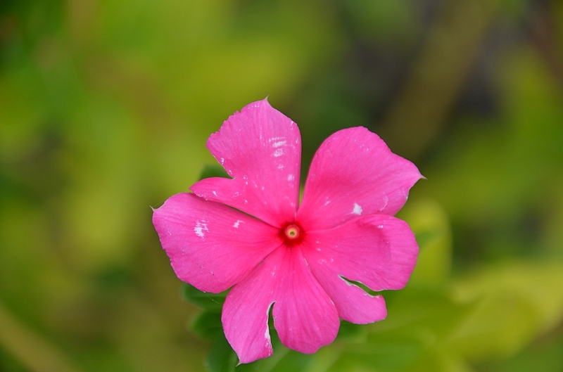 253_Papua_New_Guinea_Rabaul.JPG