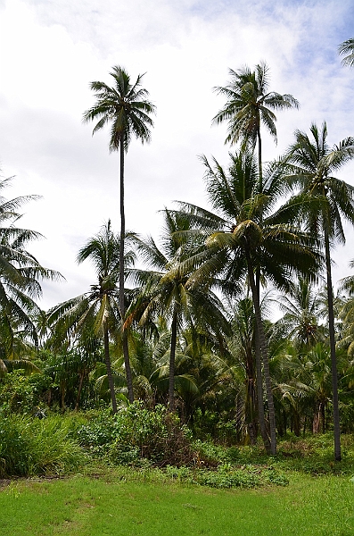 255_Papua_New_Guinea_Rabaul.JPG