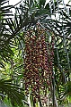 130_Papua_New_Guinea_Tufi