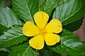 178_Papua_New_Guinea_Kitava_Island