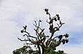180_Papua_New_Guinea_Kitava_Island