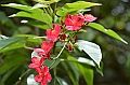 183_Papua_New_Guinea_Kitava_Island