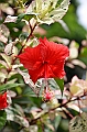 186_Papua_New_Guinea_Kitava_Island