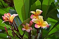 188_Papua_New_Guinea_Kitava_Island