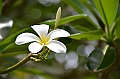 191_Papua_New_Guinea_Kitava_Island