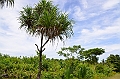 197_Papua_New_Guinea_Kitava_Island