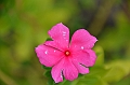 253_Papua_New_Guinea_Rabaul