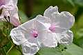 256_Papua_New_Guinea_Rabaul