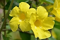 258_Papua_New_Guinea_Rabaul
