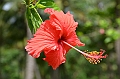 259_Papua_New_Guinea_Rabaul
