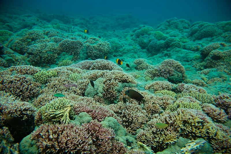 068_Oceania_Best_of_by_Ponant.jpg