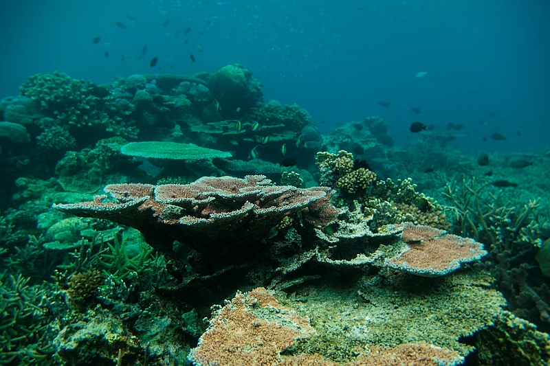072_Oceania_Best_of_by_Ponant.jpg