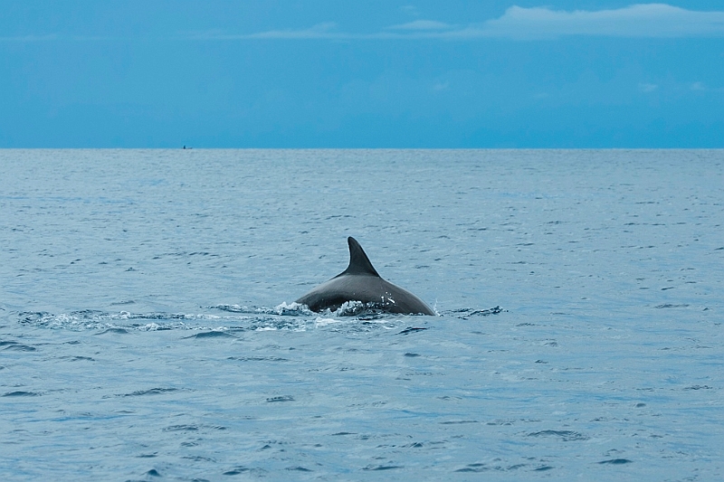 199_Oceania_Best_of_by_Ponant.jpg