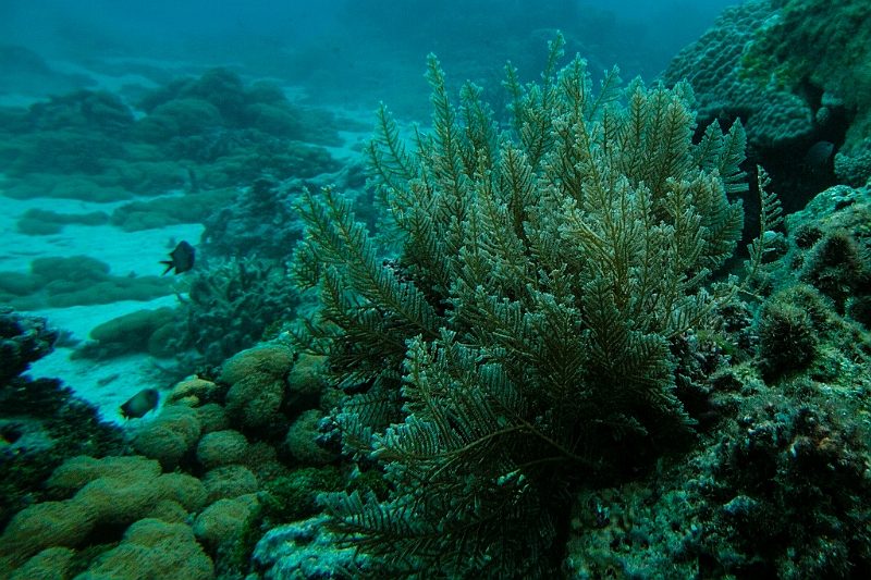 208_Oceania_Best_of_by_Ponant.jpg