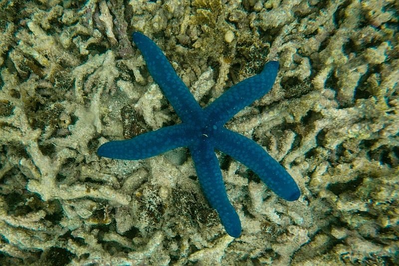 364_Oceania_Best_of_by_Ponant.jpg