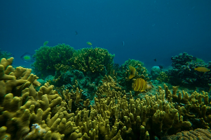 368_Oceania_Best_of_by_Ponant.jpg