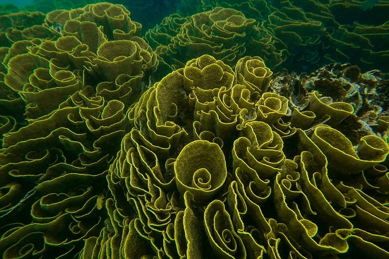 369_Oceania_Best_of_by_Ponant.jpg