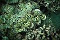 070_Oceania_Best_of_by_Ponant