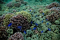 071_Oceania_Best_of_by_Ponant