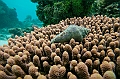 205_Oceania_Best_of_by_Ponant