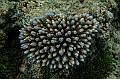 207_Oceania_Best_of_by_Ponant