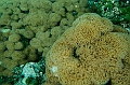 209_Oceania_Best_of_by_Ponant