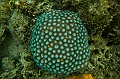 362_Oceania_Best_of_by_Ponant