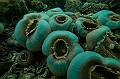 365_Oceania_Best_of_by_Ponant