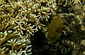 366_Oceania_Best_of_by_Ponant