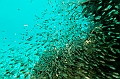 631_Oceania_Best_of_by_Ponant