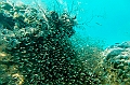 632_Oceania_Best_of_by_Ponant