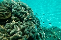 634_Oceania_Best_of_by_Ponant