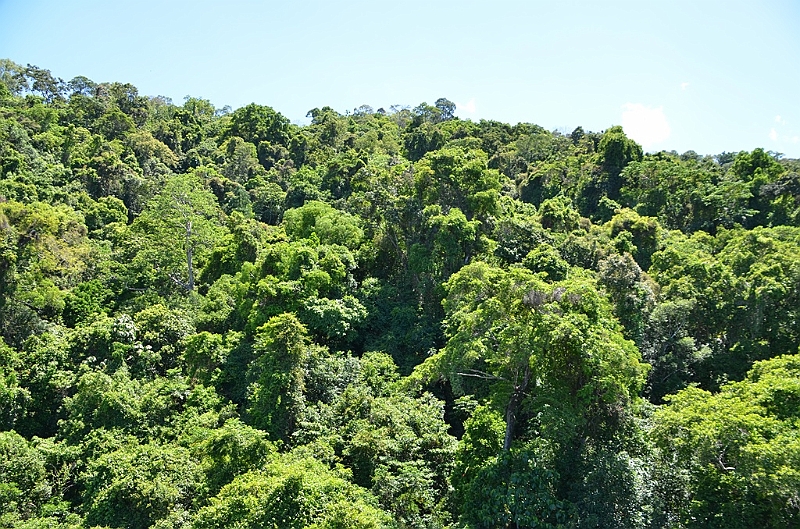 040_Australia_Queensland_Skyrail_Rainforest_Cableway.JPG