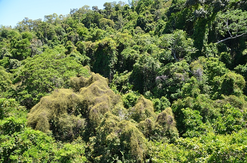 041_Australia_Queensland_Skyrail_Rainforest_Cableway.JPG